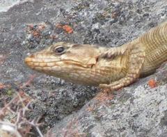 Karusasaurus polyzonus