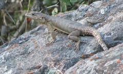 Karusasaurus polyzonus