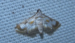 Argyractis