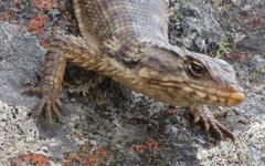 Karusasaurus polyzonus