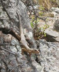 Karusasaurus polyzonus