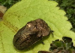 Chlamydocassis bicornuta