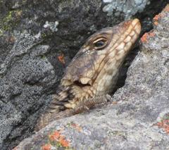 Karusasaurus polyzonus