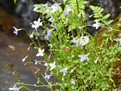 Houstonia serpyllifolia