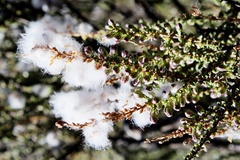 Eriocephalus merxmuelleri