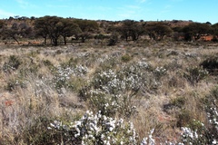 Eriocephalus merxmuelleri