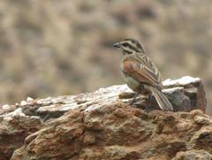 Emberiza capensis capensis