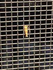 Philonome clemensella