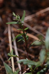 Polygonum minimum