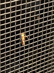 Philonome clemensella