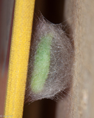 Thysanoplusia angulum