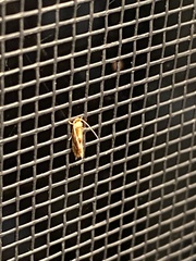 Philonome clemensella