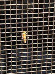 Philonome clemensella