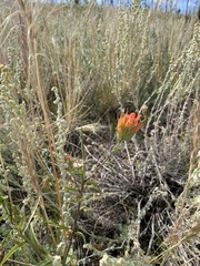 Castilleja miniata miniata