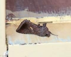 Thysanoplusia angulum