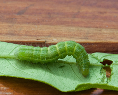 Thysanoplusia angulum