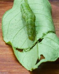 Thysanoplusia angulum