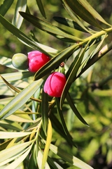 Podocarpus elongatus