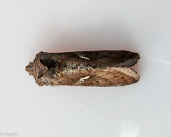 Thysanoplusia angulum
