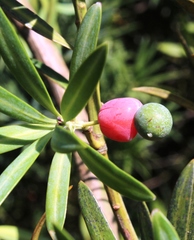 Podocarpus elongatus