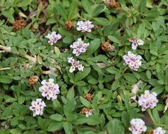 Phyla nodiflora nodiflora