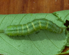 Thysanoplusia angulum