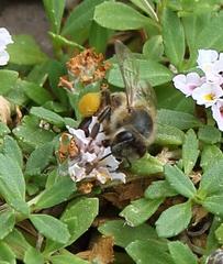 Phyla nodiflora nodiflora