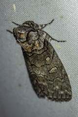 Discophlebia celaena