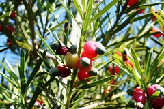 Podocarpus elongatus