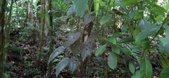 Monsteroideae