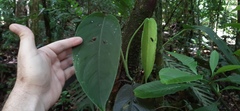Monsteroideae