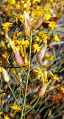 Lasiosiphon polycephalus