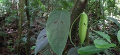 Monsteroideae