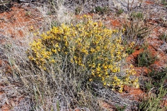 Lasiosiphon polycephalus