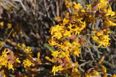 Lasiosiphon polycephalus