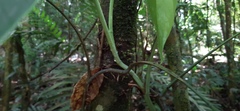 Monsteroideae