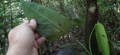 Monsteroideae