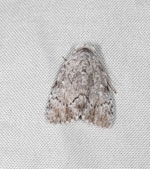 Barasa cymatistis