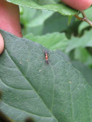 Neocompsa tenuissima