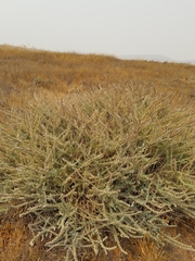 Extriplex californica