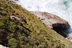 Delosperma patersoniae