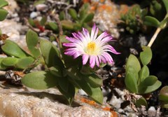 Delosperma patersoniae