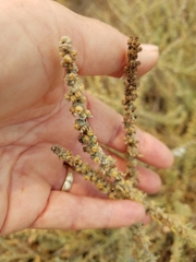 Extriplex californica