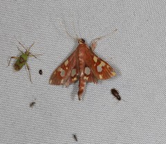 Chalcidoptera emissalis