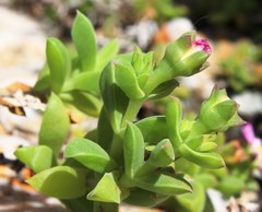 Delosperma patersoniae