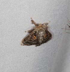 Chalcocelis albiguttatus