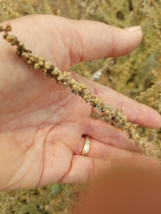 Extriplex californica