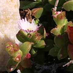 Delosperma patersoniae
