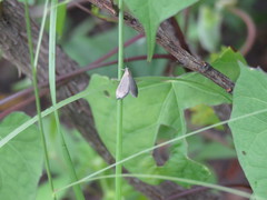 Pyrausta demantrialis