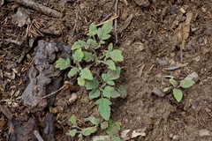 Phacelia hydrophylloides